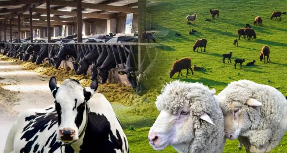 Асыл тұқымды мал алуға субсидия нормативі ұлғайтылады - АШМ