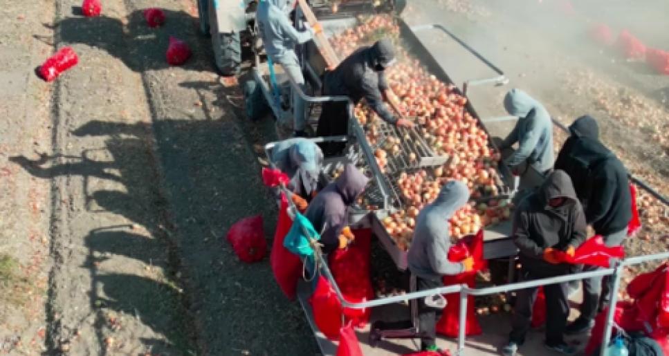 Атырау облысында егін егу маусымы басталғалы 104,5 тонна өнім жиналды