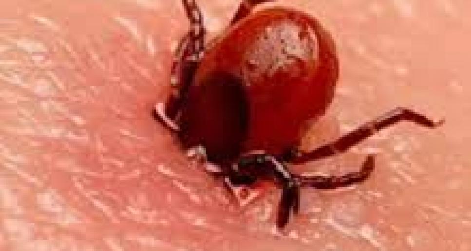 Конго-Қырым геморрагиялық қызбасының алдын алу шаралары туралы