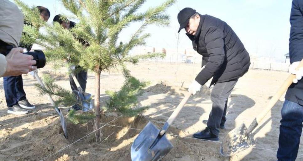 Атыраудың да шырша бағына айналатын күні алыс емес