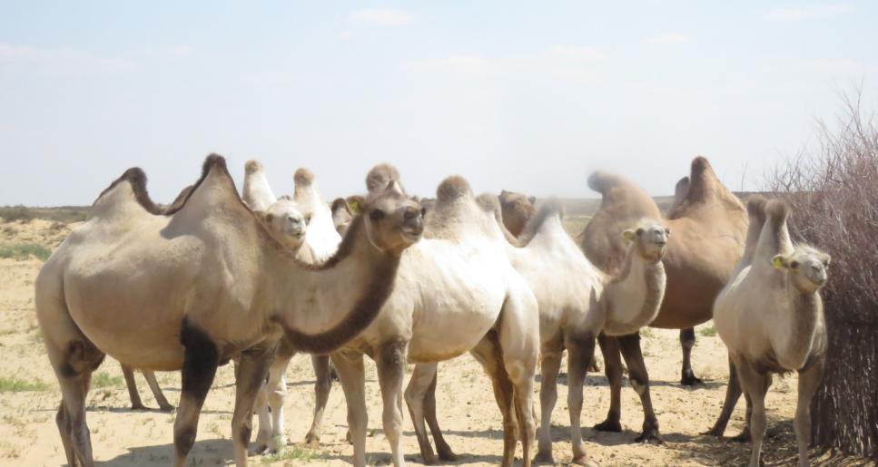 Мал ауырса - жан ауырады