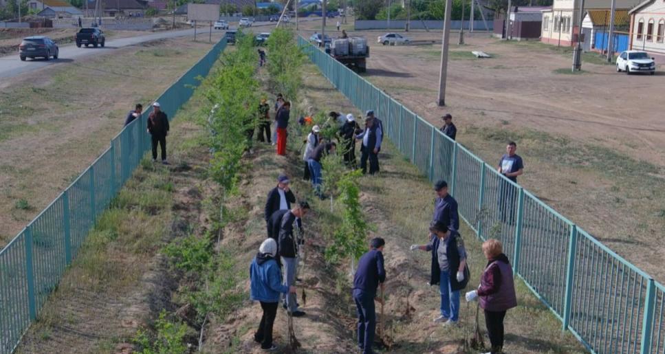 Құрманғазы ауданында ағаш отырғызу акциясы өтті